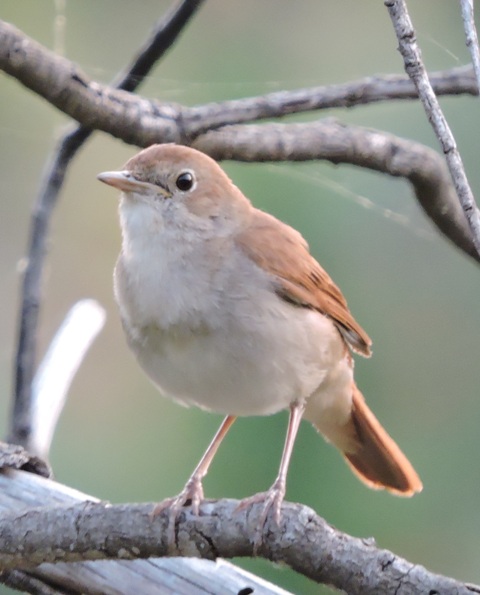 Nightingale fledgling